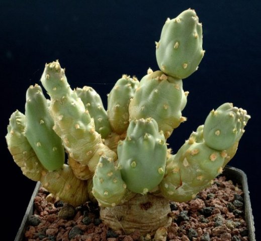 Tephrocactus_dactylifera